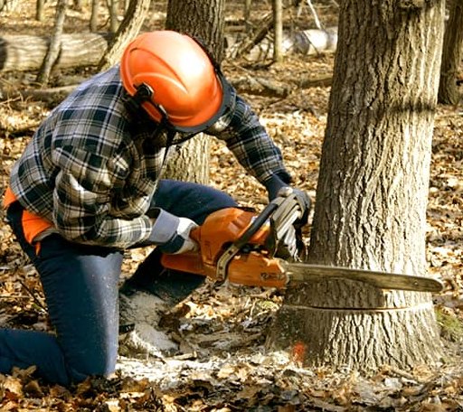 Tree Removal in Ringle, WI